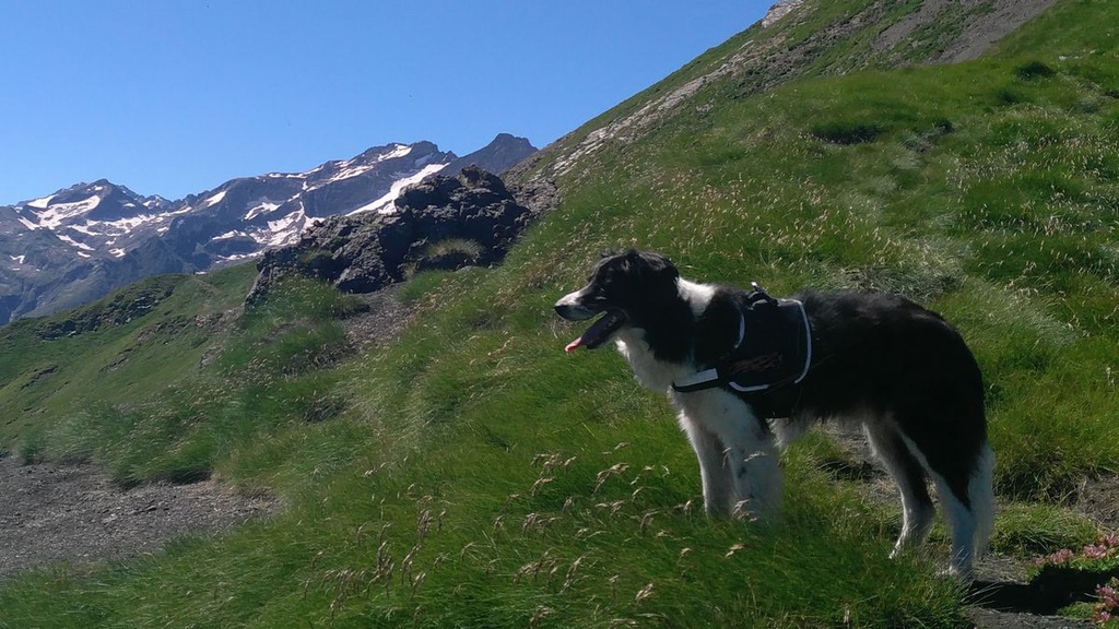 L - Piéton - Animaux A/R Télécabine